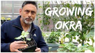 Beginners Guide To Growing Okra | Grow Bhindi In UK