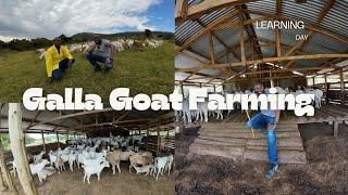 300 plus Galla Goat Farming in Tranzoia, Inspiration vlog.