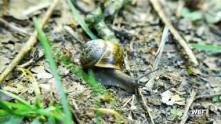 WBF - Die geheimnisvolle Welt der Weichtiere - Schnecken - Muscheln - Kopffüßer (Trailer)