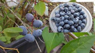 How to harvest blueberries - grow super foods like blueberries! | allotment growing | shokher bagan