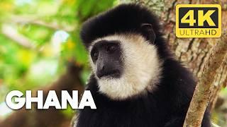 Ghana: A Nation of Rich History and Iconic Wildlife | Africa from Above | 4K UHD Documentary