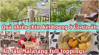 CUỘC SỐNG BÌNH DỊ Ở ÚC | CHO CHIM KÉT ĂN | ĂN LẨU MALATANG @chaurichescuocsonguc