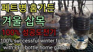 페트병 활용 홈가든. 겨울 삽목 100% 성공률! 100% successful winter folding with PET bottle home garden.#청도군이야기#농부놀이터