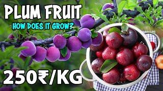 Plum Fruit Farming | How to grow Plum tree from Seed