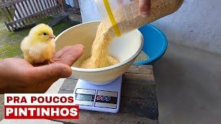 COMO FAZER RAÇÃO DE CRESCIMENTO PRA POUCOS PINTINHOS