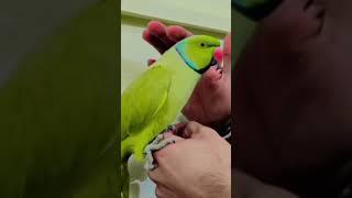 mithu #thebluechicken #funnyanimals #cutepets #talkingparrot #video #mittoo #viral #parrot #youtube