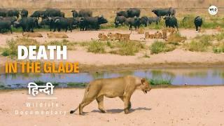 The Lions Rule - हिन्दी डॉक्यूमेंट्री | Wildlife documentary in Hindi