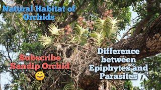 Natural Habitat of Orchids।। Difference between Epiphyte and parasite।।Sandip Orchid।।