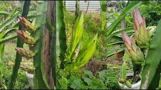 How to fertilize dragon fruit tree / Fertilize dragon fruit for more flowers