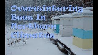 Overwintering Bees In Cold Climates