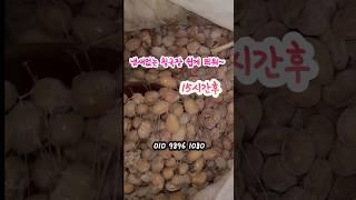 냄새없이 띄운 생청국장