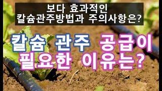 칼슘관주로 공급하기-칼슘을 관주로 공급할 때 더욱 효율적인 방법과 주의사항은?