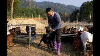 Huanong Brothers: This goat bites peach leaves today and it will bite tomorrow. Serve it on table.