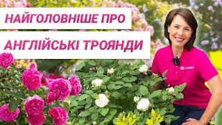 Англійські троянди - що потрібно знати? | Английские розы - что нужно знать?