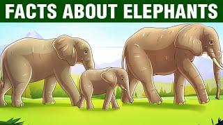 12 Incredible Facts About Elephants