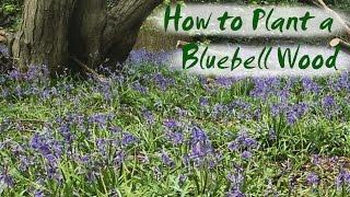 How to Plant Bluebells - Brimwood Farm's New Bluebell Wood