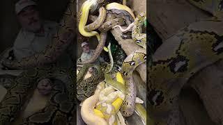 Surrounded By Giant Pythons  #shorts #animals #reptile #giant #snake #python