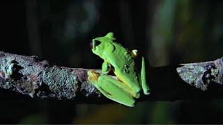 Best Of Frogs | Top 5 | BBC Earth