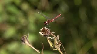 Ruddy Darter in a field