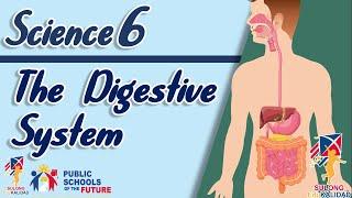 Grade 6 - The Digestive System | SCIENCE 6