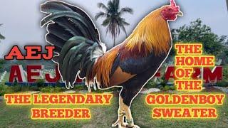 AEJ GAMEFARM - THE MASTER BREEDER IN THE PHILIPPINES - VISIT THIS BIG FARM & QUALITY GAMEFOWL