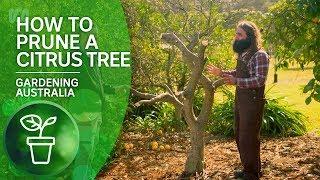 How to Prune a Citrus Tree | Citrus | Gardening Australia