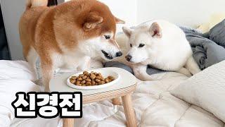 서열 꼴찌 강아지가 먹고 살아가는 방법..!