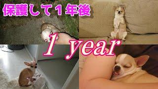 【1年のまとめ】スムースチワワ犬を保護して1年、こんなに変わりました　A year has passed since I rescued the abandoned chihuahua dog.