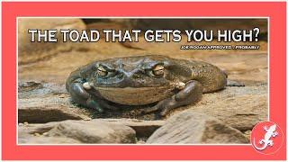 The DMT Toad (Colorado River Toad)