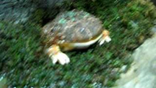 Ornate Horned Frogs eat crickets