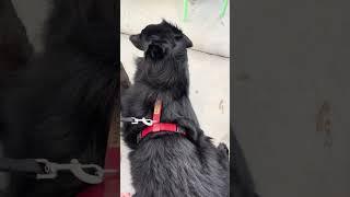 Belgian Shepherd at the Coffee Shop: Fan-Loving Adventures