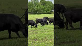 The Herd just keeps growing! #danny #brangus #calf #cow #cattle #newborn #babyanimals #shortsfeed