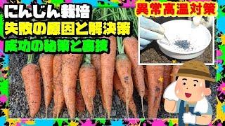 【にんじん栽培】種蒔き  記録的高温で時期遅らせても成功させる秘策がある