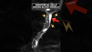 Endothelial cells seen making blood vessels for the FIRST TIME! #microscope #science #biology