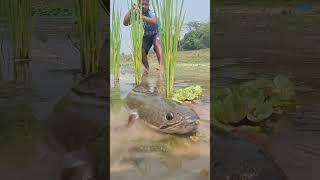  Fishing for LIFE in a Desi Village | A Day of Traditional Fishing in Rural Life  LifeLens