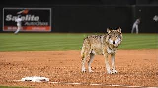 Should The MLB Ban Infield Shapeshifting?