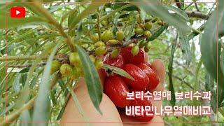 #비타민나무열매 #왕보리수 만큼 크면 좋겠다  보리수과 비타민나무 #산자나무