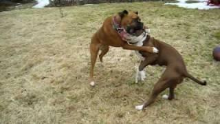 pitbull and boxer play fighting