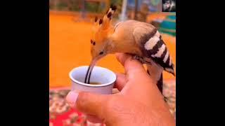 طائر الهدهد عاشق القهوة The hoopoe is a coffee lover