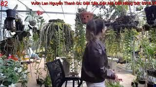 sưu tầm hoa lan với Vườn Lan Nguyễn Thanh