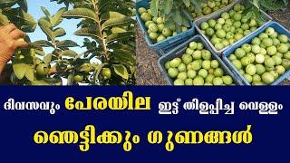 ദിവസവും പേരയില ഇട്ടു    തിളപ്പിച്ച വെള്ളം ഞെട്ടിക്കും ഗുണങ്ങൾ