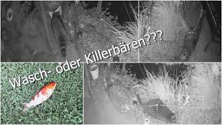 invasive Art: Waschbären oder Killerbären, für unsere Kois und Goldfische definitiv Killer