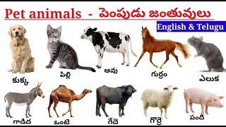 Pet animals names /పెంపుడు జంతువుల పేర్లు/ Domestic animals name, pet animals names in English.