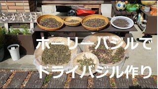 ホリーバジルティーの作り方　シーズン4回目の収穫【オオヤトゥルシーです】　4th season of making dry basil with holly basil