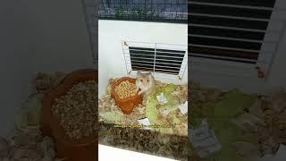 TAU GAK SIH KENAPA HAMSTER MAU MAKAN ANAK NYA SENDIRI? #shorts