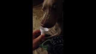 Puppy drinks sake!