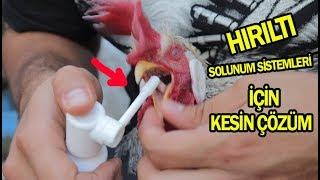 HIRILTI ve SOLUNUM SİSTEMLERİ SIKINTILARI İÇİN KESİN ÇÖZÜM