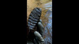 MASSIVE TOOTH to a PREHISTORIC BEAST Found in a Florida River! #shorts