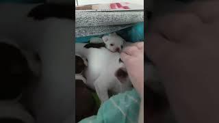 Дом чихуа Милка!