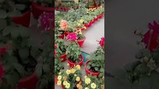 st.johns school# garden #